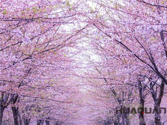 華全發(fā)電機組：這個春天不寂寞！剛看完櫻花怒放，新疆又放大招，預將百萬畝沙漠變綠洲