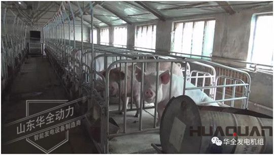 養豬發了家，卻把全村搞臭了！沒想到“它”能一箭雙雕（華全整理）