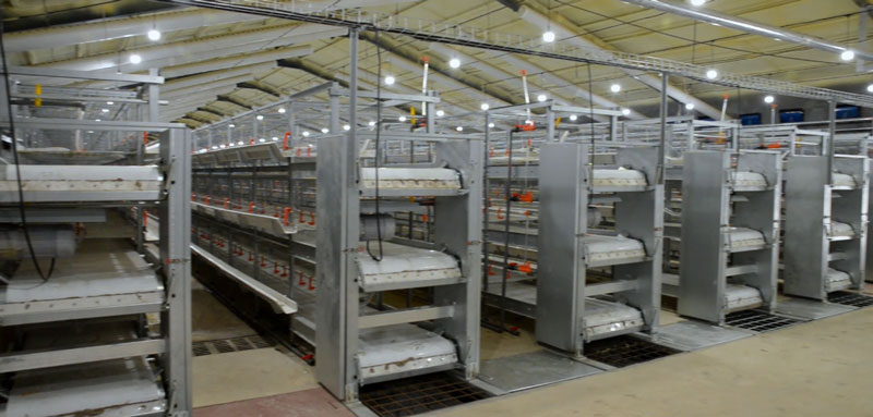 華全官網丨保供電，守安全！華全1000千瓦發電機組助力養殖企業高質量發展